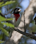 Rose breasted Grosbeak 1021